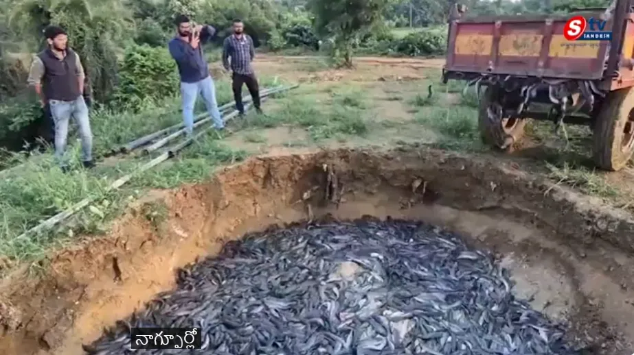 In a massive crackdown the Fisheries Department in Nagpur